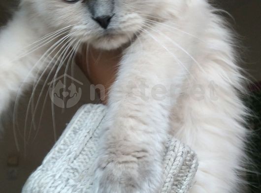 Scottish Fold Longhair Yavru Kedi