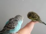 Ele alışkın muhabbet kuşları aşırı uysal