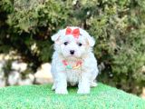 0 Numara Maltese Terrier Yavrularımız Dişi & Erkek 