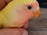 Yavru lutino sevda papaganı