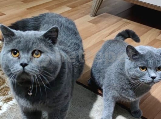 British çift kedi 15 gün önce ciflesme oldu 1 yasindalar