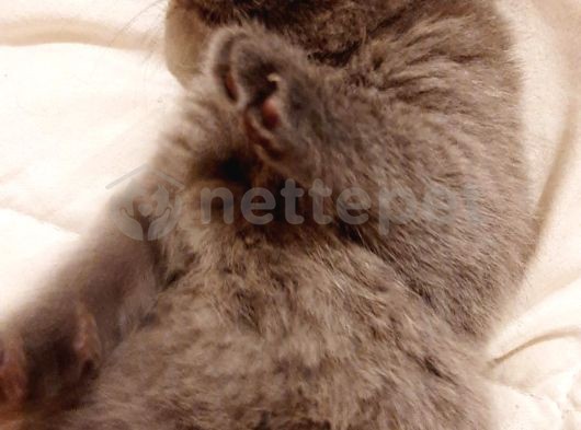 Orjinal Safkan Irk British Shorthair & British Longhair