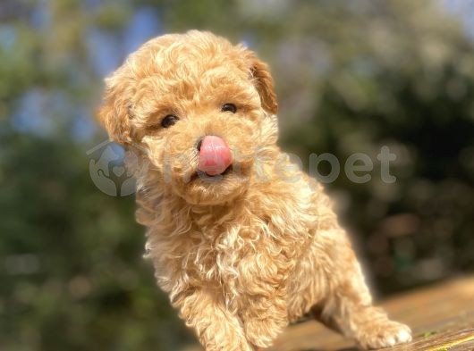 DİŞİ ERKEK TOY POODLE BEBEKLERİMİZ GARANTİLİ 