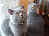 Biritis kedi çift dişi gebe alan kazanır 