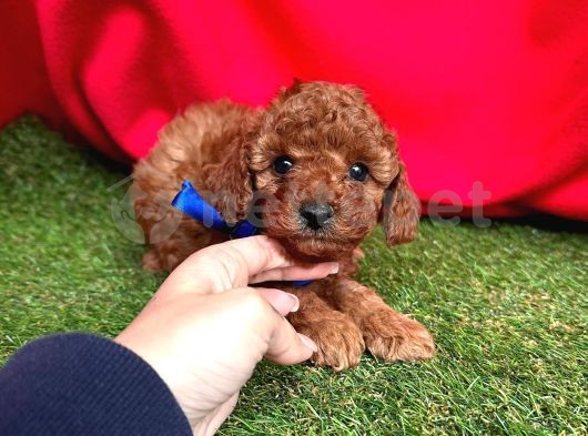 ÇİKOLATA TADINDA TOY POODLE YAVRULARI