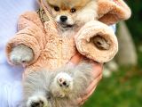 Oyuncak Güzelliğinde Pomeranian Boo Yavrular