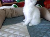Beyaz renkli ve lila renkli British Shorthair safkan kediler