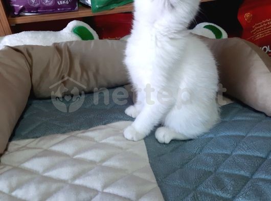 Beyaz renkli ve lila renkli British Shorthair safkan kediler