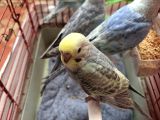 40 Günlük rainbow kırması muhabbet kuşu yavruları