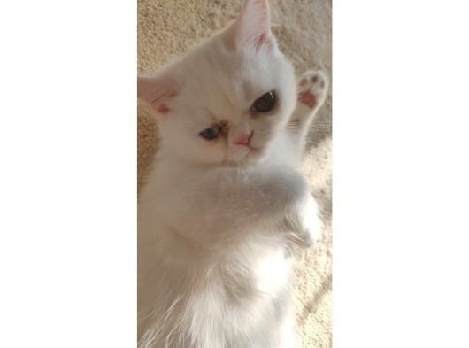 Beyaz İran exotic kedi dişi 6 aylik 