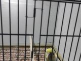 Sarı sultan papağanı