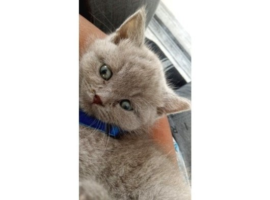 British Shorthair Yavru Kedi 