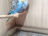 Japones Eşli Muhabbet Kuşu Takım!!!
