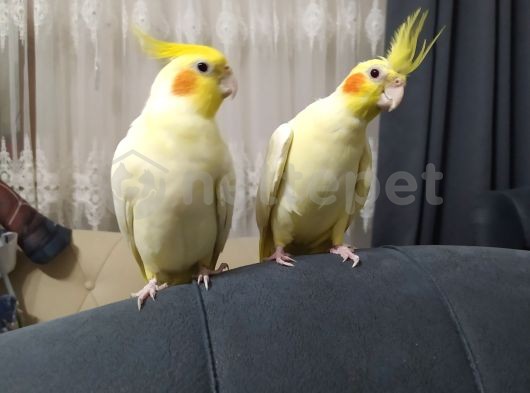 Çift Sultan papağanı 