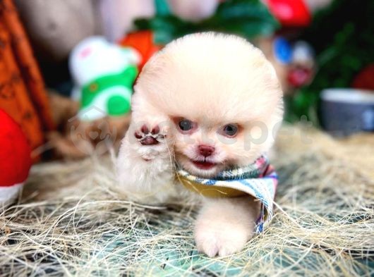Neşe Kaynağı Pomeranian Boo Yavrularımız