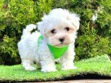 Sevimli Yavrularımız Maltese Terrier 