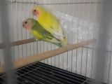 Yavru sevda papağanları