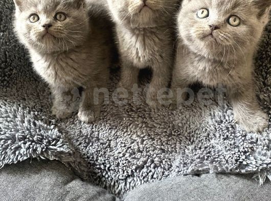 British Shorthair 