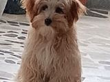 7 aylık satılık köpek 4000 tl