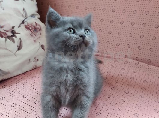 British shorthair yavru kedi 2 aylık safkan 