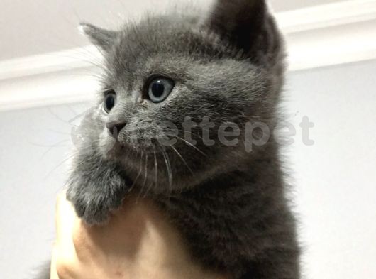 Acil !! 2 aylık british kedi 