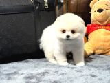 Oyuncak Güzelliğinde Pomeranian Boo Yavrular