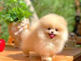 Harika Güzellikte Pomeranian Boo Yavrularımız