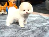 Minik ve Tatlı Pomeranian Boo Yavrular