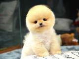 Oyuncak Ayı Güzelliğinde Pomeranian Boo Yavrularımız