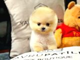 Dünyalar Tatlısı Pomeranian Boo Yavrular