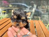 teacup yorkie oğlumuz