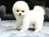 Beyaz Ufak Boy Pomeranian Yavrularımız