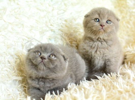 Muhteşem Top Kafa Scottish Fold Yavrular