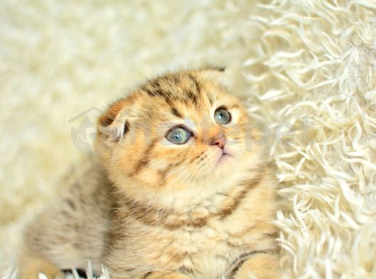 Topaç Kafa Golden Scottish Fold