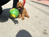 Red toy Poodle  
