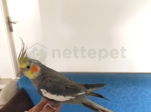 4 aylık Yavru konuşan sultan papağan 