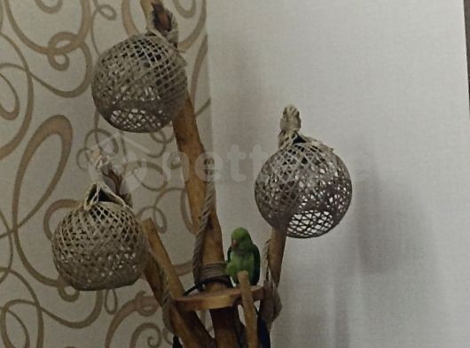 Pakistan Papağanı 