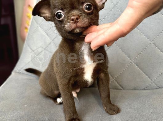 Micro Chihuahua Erkek 