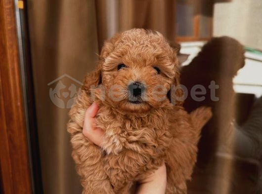 Yakışıklı Pasaportlu Toy Poodle Oğlumuz