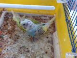 Yavru muhabbet kuşları satışa hazır 