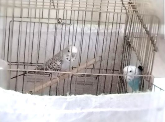 Büyük Kafes Yavru Kuş Cıkım Yuvası +Bakımlı Çift Muhabbet Kuşu