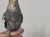 3 Aylık Sultan Papağanı pastel face gray