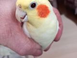 8 aylık eğitilmemis erkek sultan papagani