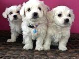 Anne Altından Maltese Terrier Dişi Ve Erkek 