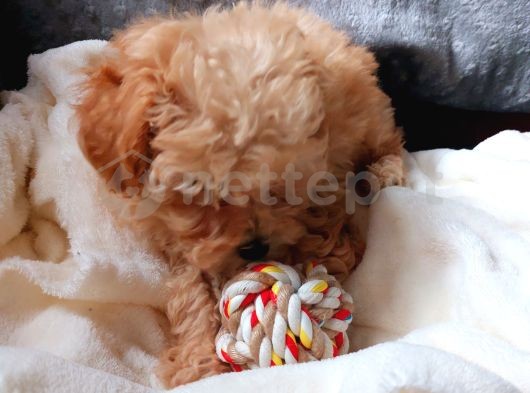 BAL TOY POODLE