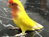 Sevda papağanı 