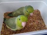 2 adet erkek dişi yavru ele alışık forpus papağanları