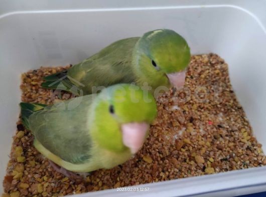 2 Adet Erkek Dişi Yavru Ele Alışık Forpus Papağanları