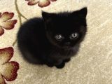 British dişi kedi 2.5 aylık çok tatlı