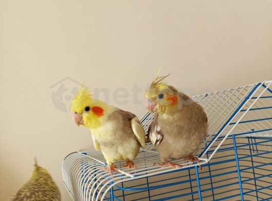 Sultan papağanı muhabbet yavruları